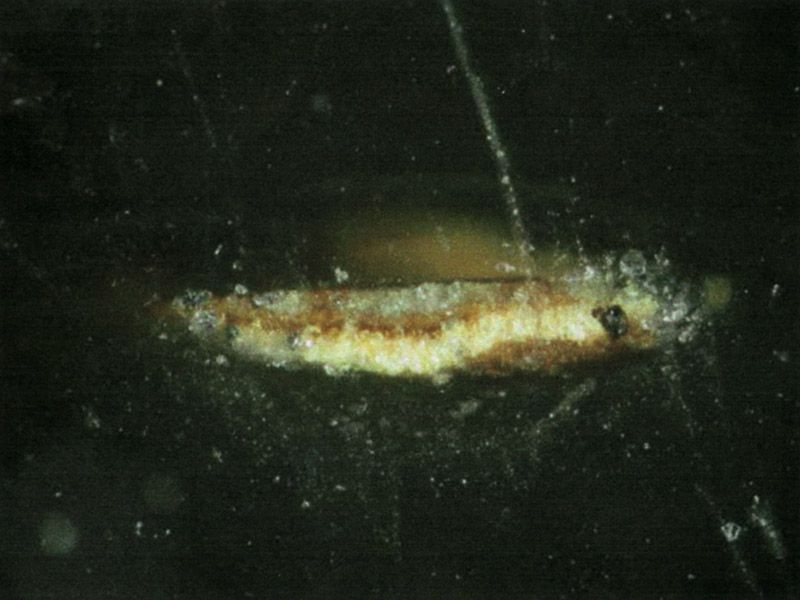 Sample 22: Ordinary and UV fluorescence illumination